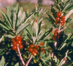 Attēlu rezultāti vaicājumam “Daphne mezereum fruit”