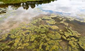 Attēlu rezultāti vaicājumam “Lemna gibba”