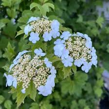 Attēlu rezultāti vaicājumam “Viburnum opulus flower”