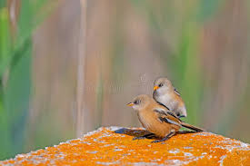 Attēlu rezultāti vaicājumam “Panurus biarmicus female”
