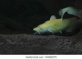 Image result for Ictalurus furcatus