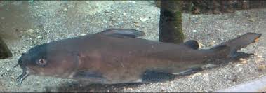 Image result for Ariopsis felis