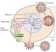 Influenza - Wikipedia, the free encyclopedia