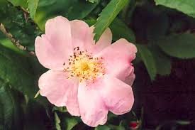 Attēlu rezultāti vaicājumam “Rosa glabrifolia”