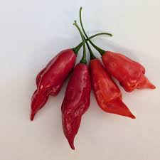 Afbeeldingsresultaat voor paper lantern hot pepper