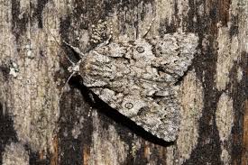 Attēlu rezultāti vaicājumam “Acronicta auricoma larva”