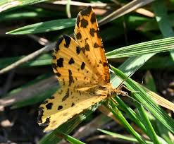 Attēlu rezultāti vaicājumam “Pseudopanthera macularia”