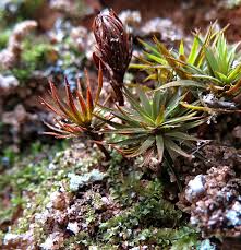 Attēlu rezultāti vaicājumam “Pogonatum nanum”