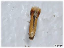 Attēlu rezultāti vaicājumam “Tischeriidae”