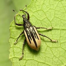 Image result for Coleoptera Curculionoidea