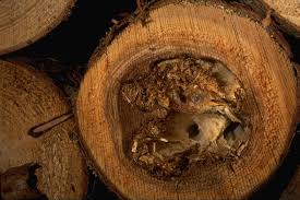 Attēlu rezultāti vaicājumam “Perenniporia subacida”