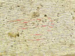 Attēlu rezultāti vaicājumam “Sciuro-hypnum reflexum sporophyte”