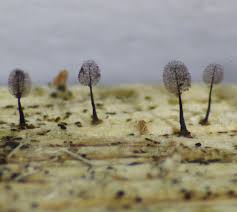 Attēlu rezultāti vaicājumam “Comatricha ellae stalked”