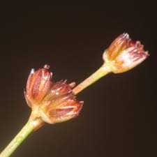 Attēlu rezultāti vaicājumam “Juncus bulbosus”