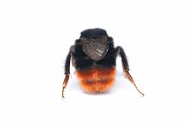 Attēlu rezultāti vaicājumam “Bombus lapidarius”