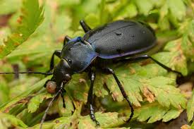 Attēlu rezultāti vaicājumam “Carabus violaceus”