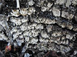 Attēlu rezultāti vaicājumam “Henningsomyces candidus”