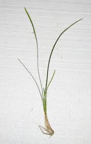 Attēlu rezultāti vaicājumam “Subularia aquatica leaf”