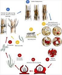 Attēlu rezultāti vaicājumam “Neonectria fuckeliana”