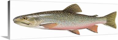 Image result for Salvelinus fontinalis