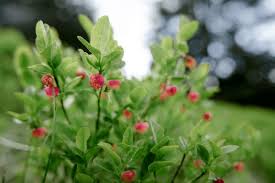 Attēlu rezultāti vaicājumam “Vaccinium myrtillus leaf”
