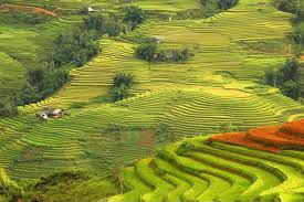 sapa market