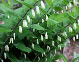 Attēlu rezultāti vaicājumam “Polygonatum odoratum”