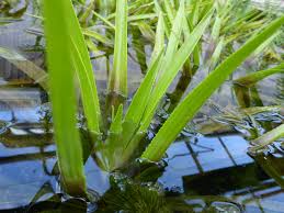 Attēlu rezultāti vaicājumam “Stratiotes aloides”