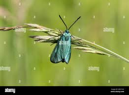 Attēlu rezultāti vaicājumam “Adscita statices”