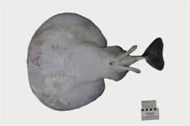 Image result for Tetronarce nobiliana