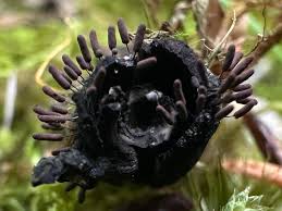 Attēlu rezultāti vaicājumam “Stemonitopsis typhina spores”