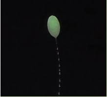 Attēlu rezultāti vaicājumam “Chrysopa eggs”