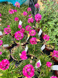 Attēlu rezultāti vaicājumam “Armeria vulgaris leaf”