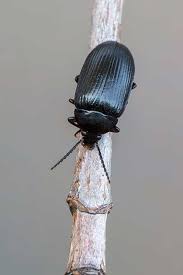 Attēlu rezultāti vaicājumam “Prionychus ater”