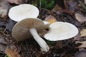 Attēlu rezultāti vaicājumam “Tricholoma album”