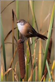Attēlu rezultāti vaicājumam “Panurus biarmicus female”