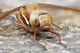 Attēlu rezultāti vaicājumam “Aeshna grandis”