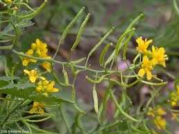 Attēlu rezultāti vaicājumam “Rorippa palustris flower”