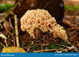 Attēlu rezultāti vaicājumam “Sparassis crispa”