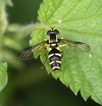 Attēlu rezultāti vaicājumam “Xanthogramma sp. male”