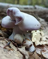 Attēlu rezultāti vaicājumam “Lepista nuda”