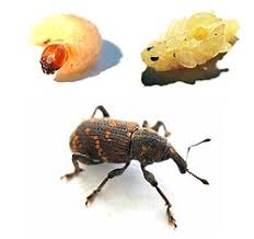 Attēlu rezultāti vaicājumam “Hylobius abietis”