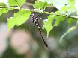 Attēlu rezultāti vaicājumam “Diderma cinereum macro”