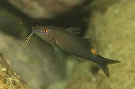 Image result for Parupeneus cyclostomus