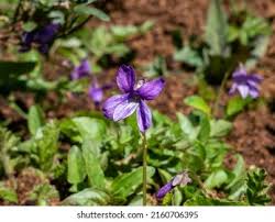 Attēlu rezultāti vaicājumam “Viola uliginosa leaf”
