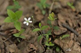 Attēlu rezultāti vaicājumam “Moehringia lateriflora flower”