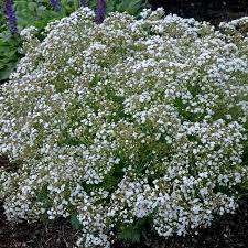 Attēlu rezultāti vaicājumam “Gypsophila paniculata leaf”