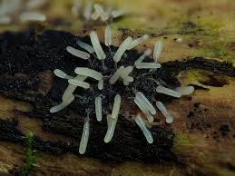 Attēlu rezultāti vaicājumam “Stemonitopsis sp.”