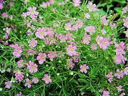 Attēlu rezultāti vaicājumam “Gypsophila muralis fruit”