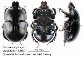 Attēlu rezultāti vaicājumam “Geotrupes”